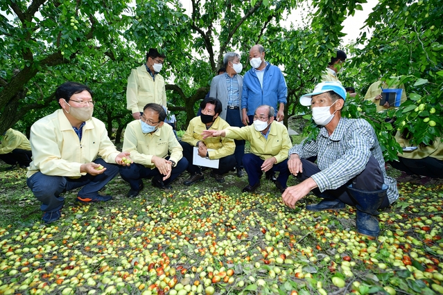 ▲ 박종호 산림청장, 남부지방산림청장, 경상북도 환경산림자원국장, 국립산림과학원 연구사 등 관계기관이 함께 매전면 남양리 대추낙과 피해 현장을 방문했다.ⓒ청도군