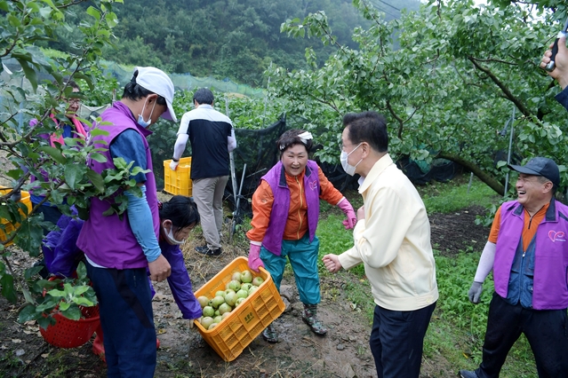 ▲ 영천시는 최근 2차례 태풍 ‘마이삭’과 ‘하이선’으로 낙과 피해를 입은 농업인들을 위해 예산 1억3000만원을 편성해 피해낙과를 전량 긴급수매하기로 결정했다.ⓒ영천시