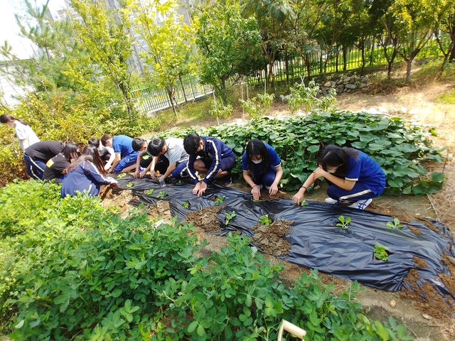 ▲ 달성군은 지난 9일부터 11일까지 학교4-H회원 230여 명을 대상으로 비대면 텃밭가꾸기 교육을 실시한다.ⓒ달성군
