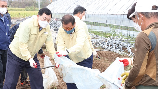 ▲ 주낙영 시장은 농가 피해현장으로 찾아가 파손된 비닐하우스 시설물들을 철거하고 낙과 수거와 벼 세우기 작업을 하고 있다.ⓒ경주시