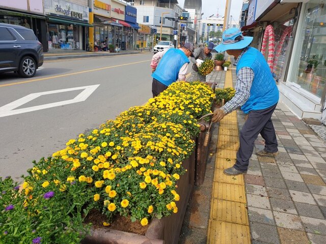 ▲ 성주읍은 지난 10일 코로나19극복 희망일자리 및 기간제 근로자 30여명과 함께 시가지 도로변 화분대 150여개에 가을국화 3종 4천본을 식재했다.ⓒ성주군