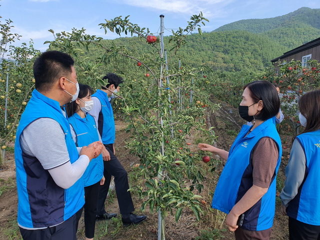▲ 청도군은 지난 10일부터 태풍 피해지역의 병해충 발생에의한 농작물 2차 피해를 예방하기 위해 긴급 병해충 예찰단을 구성해 9개 읍면 전지역 예찰을 실시하고 있다.ⓒ청도군