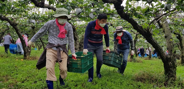 ▲ 정희용 의원을 비롯한 국민의힘 국회의원, 당원, 지방의원, 국회의원 보좌진 300여 명이 배 낙과 줍기 활동을 펼쳤다.ⓒ정 의원 측