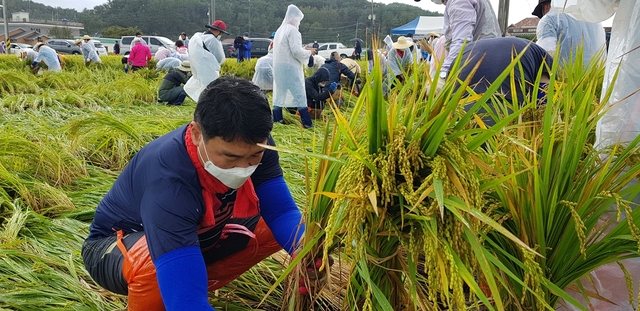 ▲ 정희용 의원을 비롯한 국민의힘 국회의원, 당원, 지방의원, 국회의원 보좌진 300여 명이 벼 일으켜 세우기 등 피해복구 활동을 실시했다.ⓒ정 의원 측