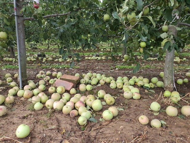 ▲ 경상북도는 지난 3일부터 20억7200만원의 사업비를 들여 태풍으로 낙과 등의 피해를 입은 사과 5180톤(25만9천상자/20kg)을 가공용으로 긴급수매하고 있다.ⓒ경북도