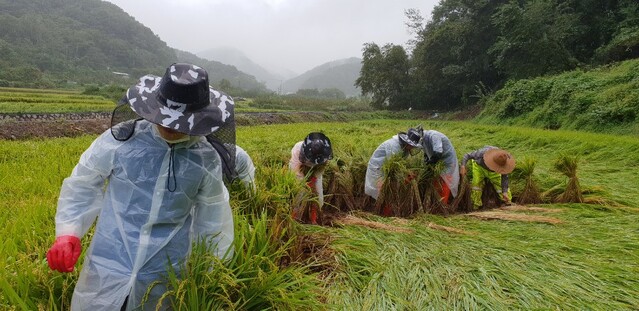 ▲ 경상북도 농축산유통국 공무원들과 경북청년봉사단원들은 지난 12일 청도군 운문면 일원에서 ‘마이삭’과 ‘하이선’으로 피해 입은 농업인을 찾아 긴급 일손돕기를 실시했다.ⓒ경북도