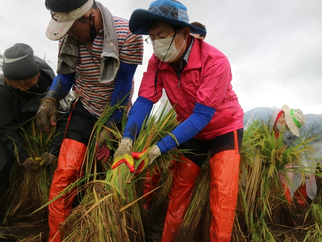 ▲ 국민의힘 경북도당 위원장 이만희 국회의원이 태풍으로 쓰러진 벼를 세우고 있다.ⓒ국민의 힘 경북도당