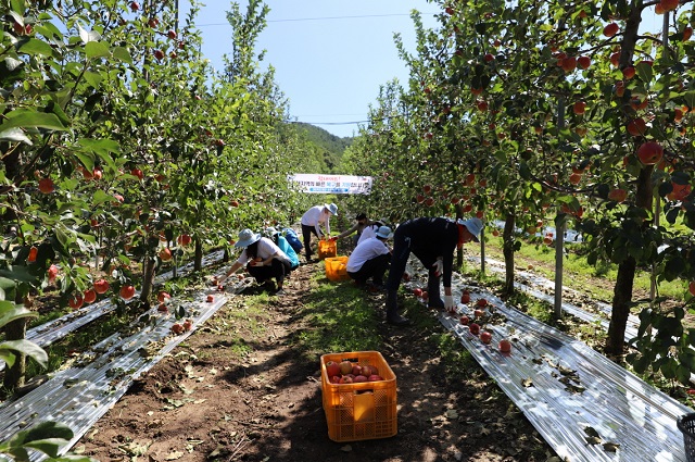 ▲ 독도재단은 과수농원 태풍 피해복구 지원에 구슬땀을 흘렸다.ⓒ독도재단