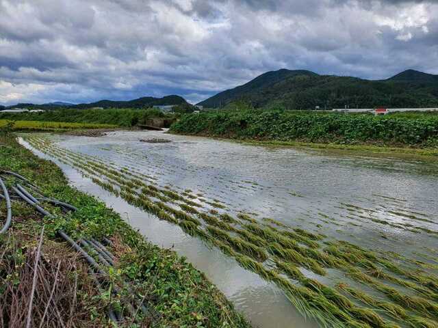 ▲ 경북지역에서 지난 7~8월 장마철 집중호우와 9월 내습한 태풍에 사망, 실종 등 인명피해가 단 한건도 발생하지 않은 것으로 조사됐다.ⓒ경북도