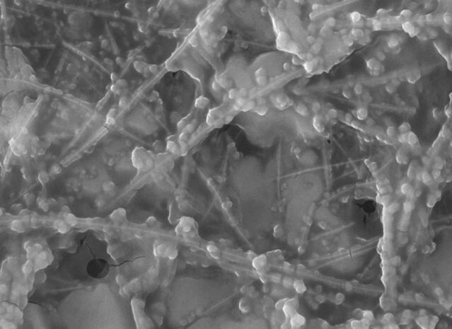 ▲ 나노와이어와 콜라겐으로 구성된 전기반응성 하이드로젤.ⓒ영남이공대