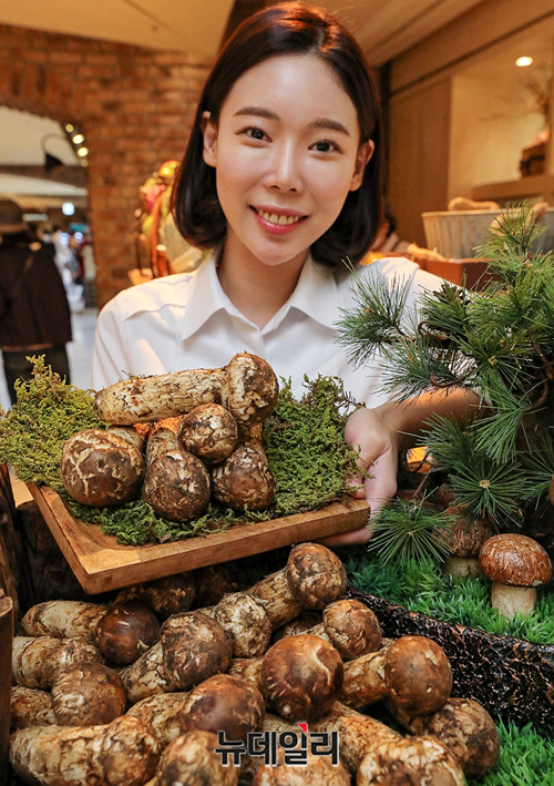 ▲ 22일 오전 현대백화점 압구정본점 식품관에서 직원이 올해 수확한 강원도 인제산 '자연산 송이'를 소개하고 있다.ⓒ현대백화점