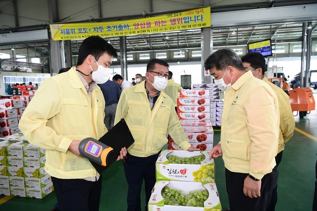 ▲ 김천시의회 산업건설위원회(위원장 이복상)는 지난 22일 새김천청과(대광동)와 농협공판장(지좌동)을 방문해 샤인머스켓 조기 출하에 따른 당도 확인 및 판매 수급 현황을 확인했다.ⓒ김천시의회
