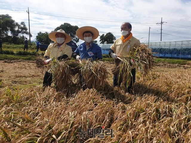 ▲ 이철우 지사(중간)와 강영석 상주시장(오른쪽)이 상주시 사벌국면 원흥리 들녘을 찾아 벼 베기 작업을 거들고 있다.ⓒ뉴데일리 박진호 기자