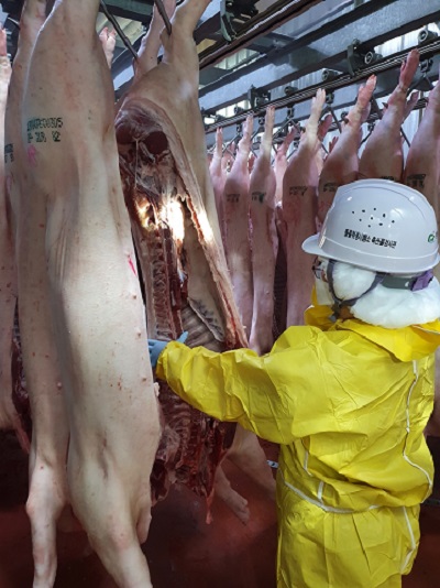 ▲ 충북산 돼지고기 지육 검사 모습.ⓒ충북도