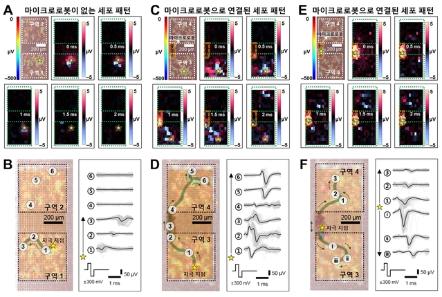 ▲ 다중 전극 어레이(MEA)를 이용한 전기 자극으로 마이크로로봇이 없는 세포 패턴과 마이크로로봇으로 연결된 세포 패턴에서 전기 생리학적 신호 전파를 기록한 결과.ⓒDGIST