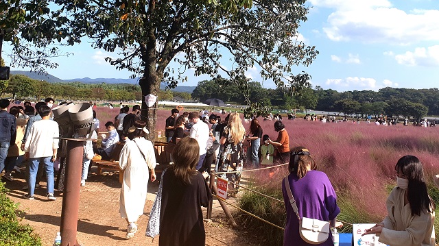 ▲ 경주 보문관광단지에 활짝핀 핑크뮬리을 관광객들이 즐기고 있다.ⓒ경북관광공사