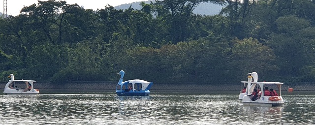 ▲ 경주 보문관광단지를 찾은 관광객들이 보문호에서 오리배를 타고 있다.ⓒ경북관광공사