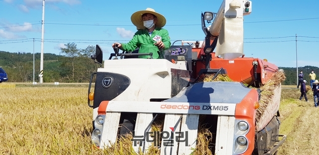 ▲ 시범단지를 찾은 이철우 도지사는 다솜쌀 품종 육종 및 보급 현황을 보고받고 현장에서 직접 벼베기 작업을 실시했다.ⓒ뉴데일리 박진호 기자