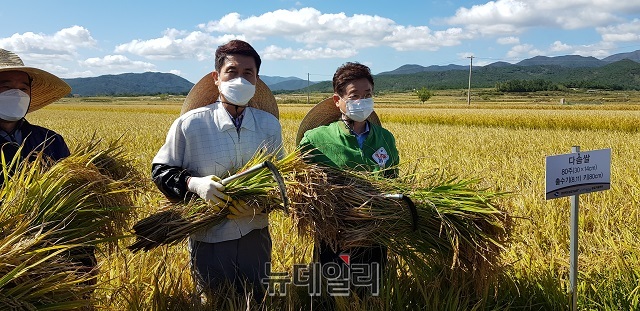 ▲ 이철우 경북도지사(오른쪽)와 이강덕 포항시장이 벼베기를 하고 있다.ⓒ뉴데일리