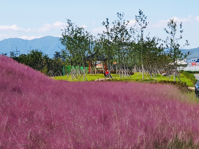 ▲ 성주읍 경산리에 위치한 ‘이천변 생활환경숲’ 일대에 조성된 핑크뮬리가 가을 분위기에 맞춰 온통 핑크 빛으로 물들어 코로나19로 지친 군민들의 마음을 달래주고 있다.ⓒ성주군