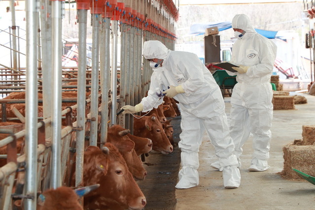 ▲ 예천군은 구제역 유입을 차단하고 가축전염병 예방을 위해 소, 돼지, 염소 등 접종 도래축 6만8천두에 대해 이달 30일까지 하반기 구제역 백신 일제접종에 나선다.ⓒ예천군