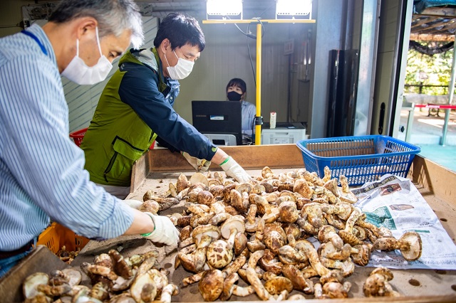 ▲ 영덕군 자연산 송이 사진.ⓒ영덕군