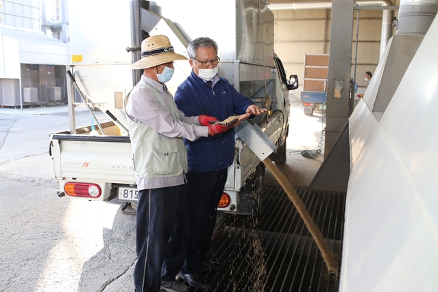 ▲ 청도군은 2020년산 공공비축미곡 산물벼에 대해 지난12일부터 11월 5일까지 정부매입을 실시한다.ⓒ청도군