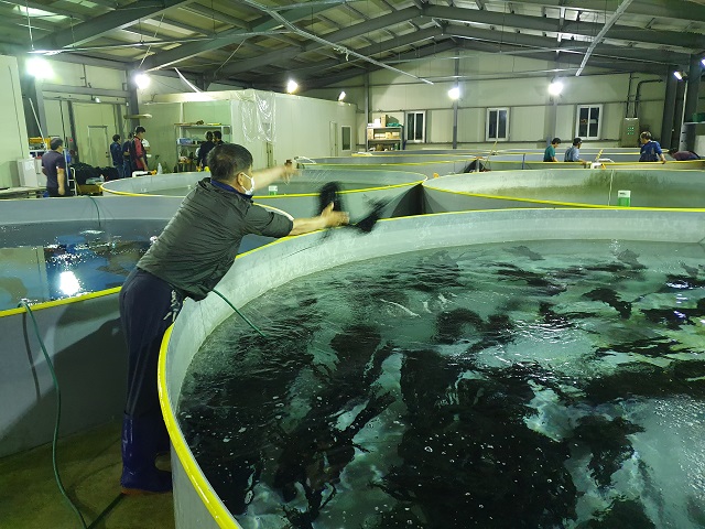 ▲ 영덕군은 산란기 황금은어 자연산 친어를 포획해 수정 후 발안란을 방류하는 사업을 실시했다.ⓒ영덕군