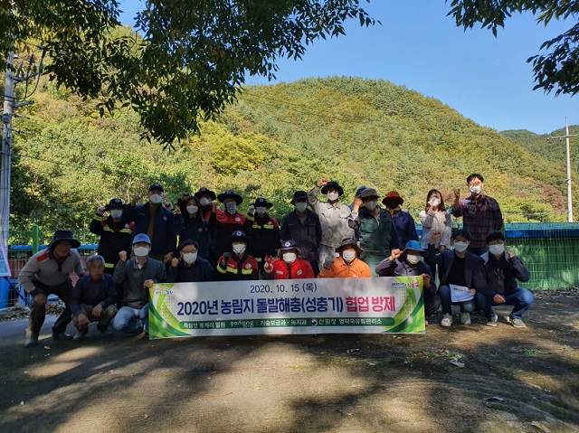 ▲ 포항시는 농림지 돌발해충 성충기 협업방제를 실시했다.ⓒ포항시