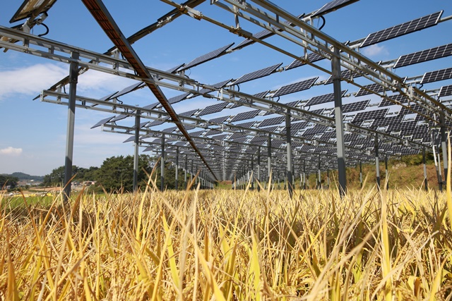 ▲ 영농형태양광 발전소 작물재배. ⓒ한화큐셀