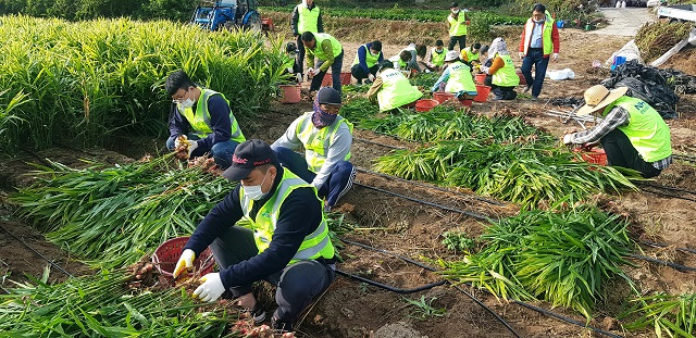 ▲ 경북관광공사는 가을 수확철 안동지역 농촌일손돕기에 나섰다.ⓒ경북관광공사