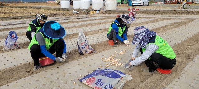 ▲ 달성군 농업기술센터는 16일 농협달성군지부, 유가농협과 합동으로 유가읍 한정리 마을을 찾아 농촌일손돕기 봉사활동을 실시했다.  ⓒ달성군