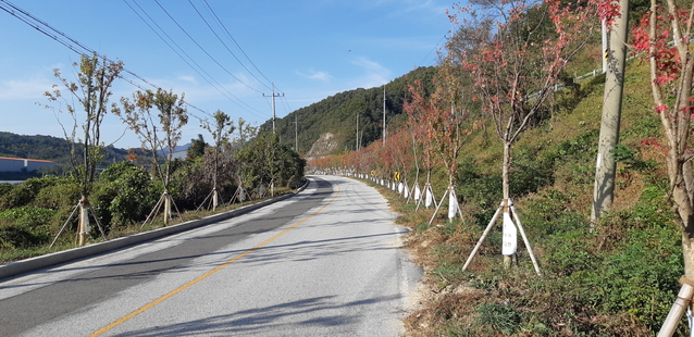 ▲ 김천시는 추풍령 일원에 2020년에서 2022년까지 3년차 계획으로 가을철의 대명사인 붉은빛 아름다운 단풍나무 군락지를 조성한다.ⓒ김천시