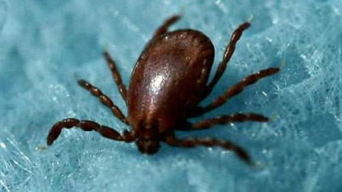 ▲ 경북도는 가을철에 발생이 증가하는 진드기 매개감염병인 중증열성혈소판감소증후군(SFTS) 및 쯔쯔가무시증 예방을 위해 논과 밭일, 등산 등 야외활동 시 진드기에 물리지 않도록 주의를 당부했다. 사진은 작은소피참진드기 성충.ⓒ경북도