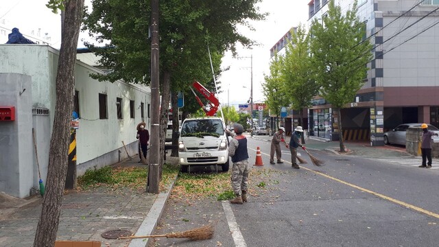 칠곡군은 9월 28일부터 10월 19일 까지 주요 도로변에 식재된 은행나무 가로수 열매 털기를 실시했다.ⓒ칠곡군