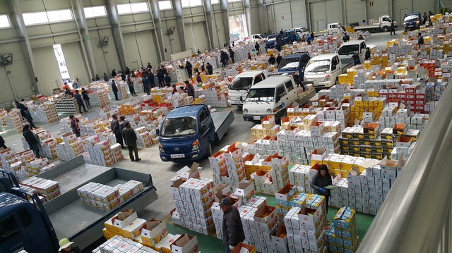 ▲ 성주군(군수 이병환)은 전국 참외 생산량의 70%이상을 차지하는 주산지로서 올해 코로나19 경제위기에도 불구하고 성주참외 조수입 5019억원을 달성해 2년 연속 조수입 5000억원의 기록을 세웠다.ⓒ성주군