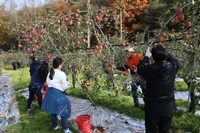 ▲ 군청, 유관기관 및 단체 직원 등이 대대적인 농촌일손돕기에 나셨다.ⓒ의성군