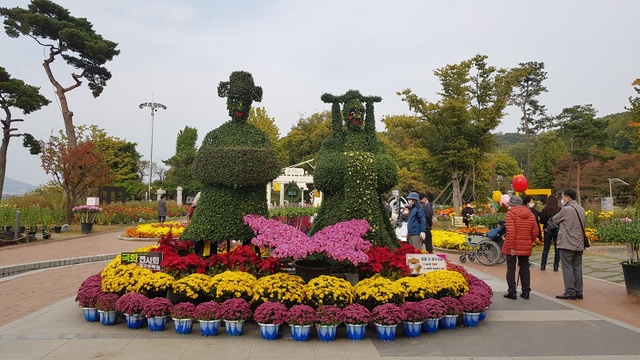 ▲ 대구 달성군이 대구수목원과 연계해 주요 관광지인 옥연지 송해공원, 사문진주막촌에 국화전시장을 조성해 관광객들이 가을 풍경을 만끽하고 있다.ⓒ달성군