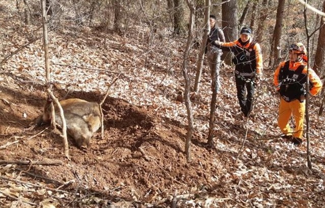 ▲ 진천군 문백면에서 포획된 멧돼지.ⓒ충북도