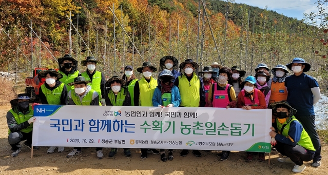 ▲ 경북농협은 지난 29일 청송군지부, 청송농협 임직원을 비롯해 (사)고향주부모임청송군지부 및 1365 일반자원봉사자 등 30여명이 청송군 부안면 사과농가를 찾아 국민과 함께하는 수확기 농촌일손돕기를 실시했다.ⓒ경북농협