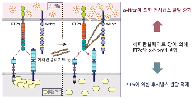 ▲ 뉴렉신(Nrxn)과 PTP시그마 접착단백질 간 상호작용을 통한 시냅스 발달 작동기전 모델.ⓒDGIST