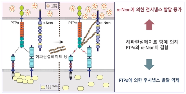 ▲ 뉴렉신(Nrxn)과 PTP시그마 접착단백질 간 상호작용을 통한 시냅스 발달 작동기전 모델.ⓒDGIST