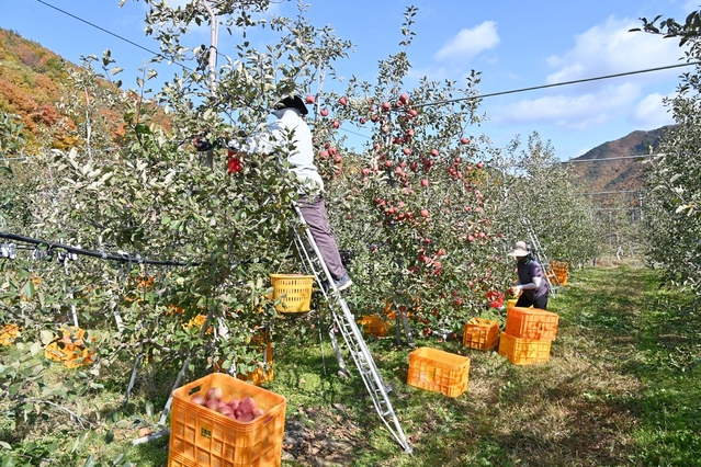 ▲ 청송사과를 수확하는 농부들의 손길은 분주히 움직이고 있다.ⓒ청송군