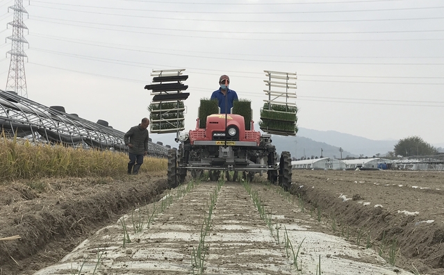 ▲ 달성군 농기계 임대사업장에서 신기종으로 도입된 양파 정식 기계를 이용한 작업이 한창이다.ⓒ달성군