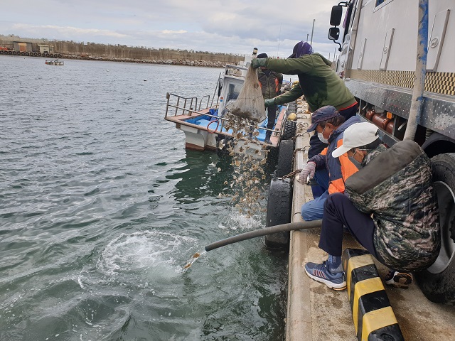 ▲ 울진군은 강도다리 치어를 공세·기성어촌계 마을어장에 각각 15만 마리씩 방류했다.ⓒ울진군