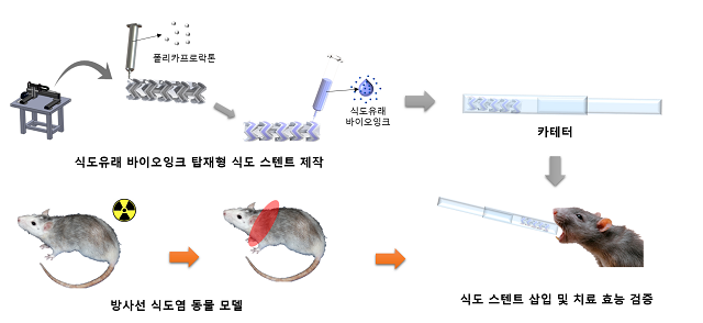 ▲ 식도 유래 바이오잉크 탑재형 스텐트 제작 그림.ⓒ포스텍