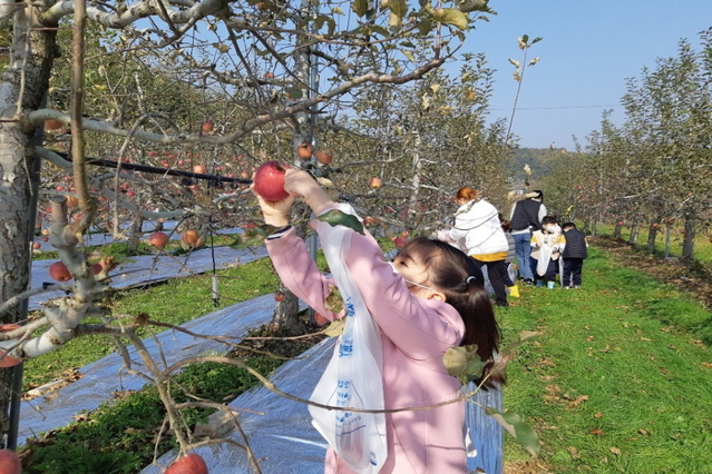 ▲ 사과 따기 체험 장면.ⓒ예천군