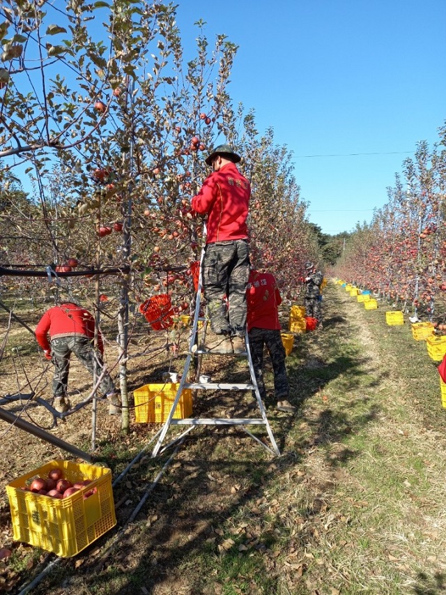 ▲ 해병1사단은 교육 및 훈련 등 국방의 의무를 다하는 바쁜 와중에도 일손이 부족한 시기에 대민지원을 하고 있다.ⓒ포항시