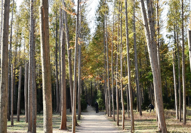 ▲ 영덕 벌영리 메타세콰이어길 전경.ⓒ경북관광공사