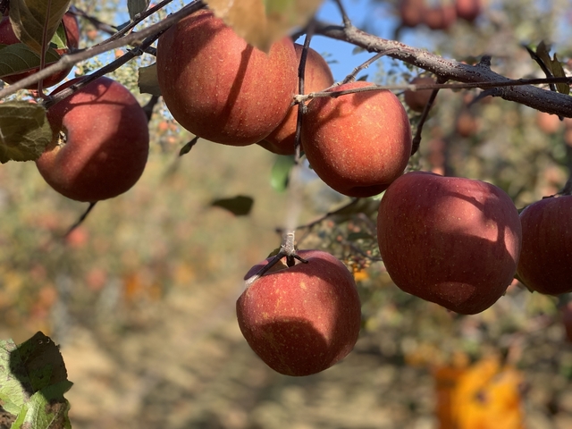 ▲ 청도 비슬산사과는 170여농가에서 연1700톤을 생산하고 있는 가운데, 비슬산자락의 남향에 위치해 일조량이 풍부하고 큰 일교차로 인해 높은 당도와 사과 특유의 예쁜 빛깔을 자랑하는 청도군의 명품 특산물이다.ⓒ청도군